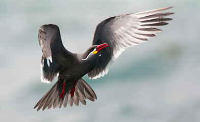 Incastern, Inca Tern, Larosterna inca