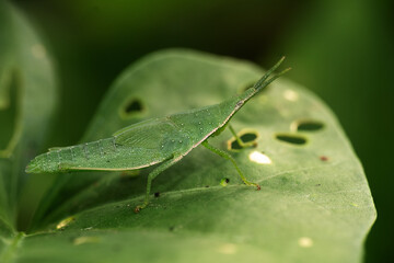 Close Up of Green Grasshopper on Leaf