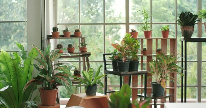 Group of houseplants in room. Home decor and tree lover concept.