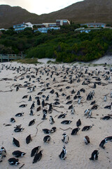 Jackass Penguin, Spheniscus demersus