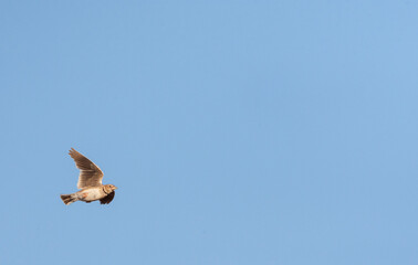 Kalanderleeuwerik, Calandra Lark, Melanocorypha calandra calandra