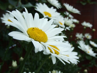 Oxeye Daisies