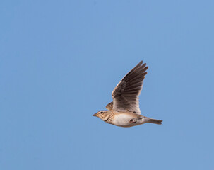 Kalanderleeuwerik, Calandra Lark, Melanocorypha calandra calandra