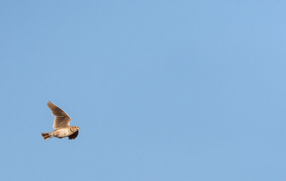 Kalanderleeuwerik, Calandra Lark, Melanocorypha calandra calandra