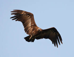 Kapgier, Hooded Vulture, Necrosyrtes monachus