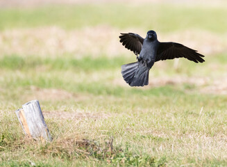 Obraz premium Kauw, Western Jackdaw, Corvus monedula