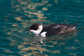 Kleine Alk, Little Auk, Alle alle