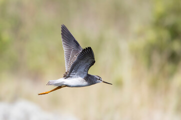 Kleine Geelpootruiter, Lesser Yellowlegs, Tringa flavipes