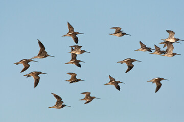 Kleine Grijze Snip, Short-billed Dowitcher, Limnodromus griseus