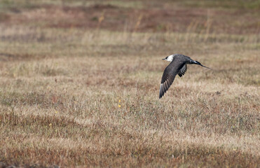 Kleine Jager, Arctic Skua, Stercorarius parasiticus