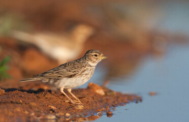Kleine Kortteenleeuwerik, Lesser Short-toed Lark, Alaudala rufescens apetzii