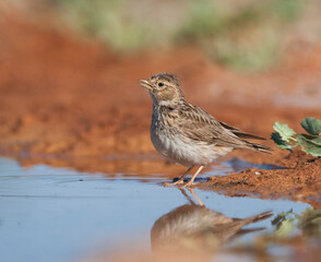 Kleine Kortteenleeuwerik, Lesser Short-toed Lark, Alaudala rufescens apetzii