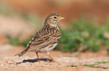 Fototapeta premium Kleine Kortteenleeuwerik, Lesser Short-toed Lark, Alaudala rufescens apetzii