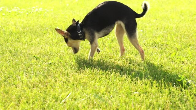 small terrier dog walks, sniffs the grass