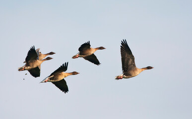 Kleine Rietgans, Pink-footed Goose, Anser brachyrhynchos