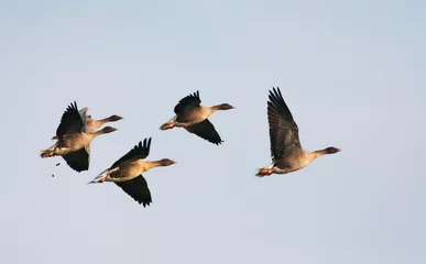 Fotobehang Kleine Rietgans, Pink-footed Goose, Anser brachyrhynchos © AGAMI
