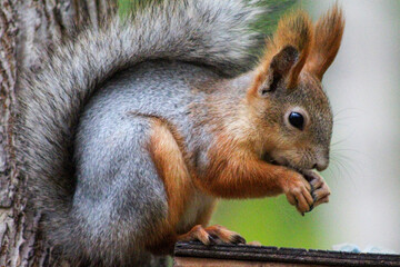 squirrel eating nut