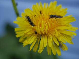 Dandelion with Insects
