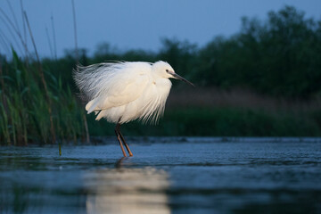 Kleine Zilverreiger, Little Egret, Egretta garzetta