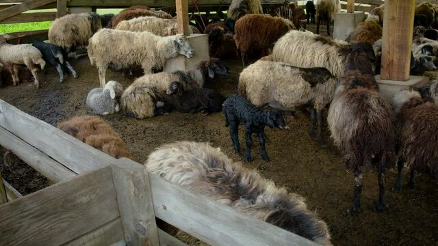 Sheep on a flock farm. Selective focus.
