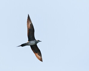 Kleinste Jager, Long-tailed Jaeger, Stercorarius longicaudus