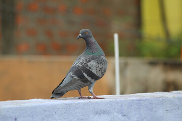 Grey pigeon (Dove) on the wall and looking back with his head only turn