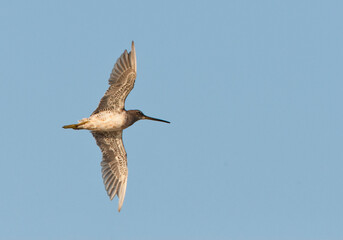 Kleine Grijze Snip, Short-billed Dowitcher, Limnodromus griseus