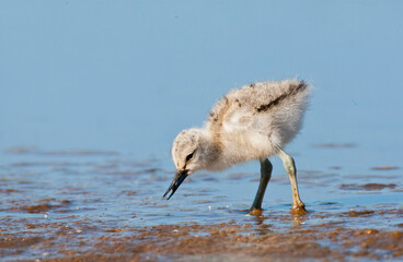 Kluut, Pied Avocet, Recurvirostra avosetta