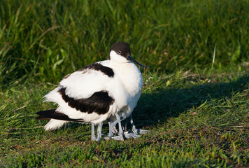Kluut, Pied Avocet, Recurvirostra avosetta