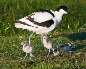 Kluut, Pied Avocet, Recurvirostra avosetta