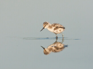 Kluut, Pied Avocet, Recurvirostra avosetta