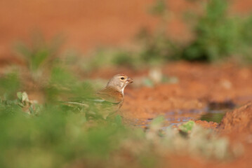 Kneu, Common Linnet, Carduelis cannabina