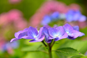 紫陽花