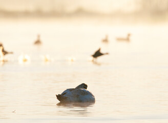 Knobbelzwaan, Mute Swan, Cygnus olor