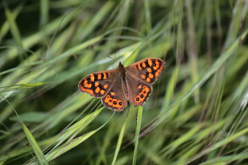 Mariposa de punta naranja. Sierra de Guadarrama