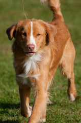 Nova Scotia Duck-Tolling Retriever at a dog show