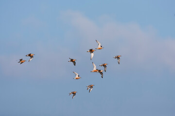 Kanoet, Knot, Calidris canutus
