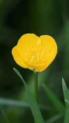 Flor amarilla, el bot&oacute;n de oro o bugalla. Sierra de Guadarrama