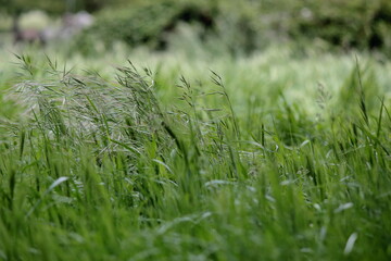 Hierba de plumas en el prado movida por el viento