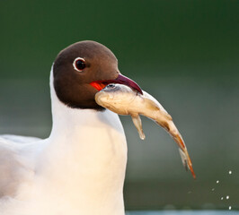 Kokmeeuw, Common Black-headed Gull, Croicocephalus ridibundus