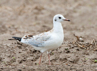 Kokmeeuw, Common Black-headed Gull, Croicocephalus ridibundus