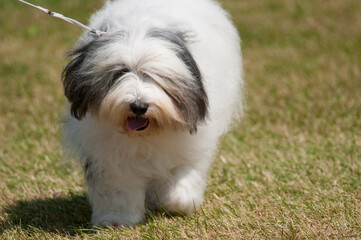 Old English Sheep Dog walking in a dog show ring