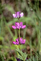 Flores rosas de la planta de lupino (Lupinus) en un fondo desenfocado