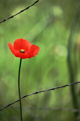 Flor de amapola en el campo, flor roja