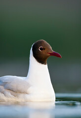 Kokmeeuw, Common Black-headed Gull, Croicocephalus ridibundus