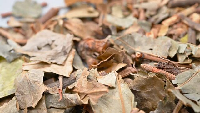 angle pan herb ZhongJieFeng or Sarcandrae Herba or Glabrous Scrcandra Herb