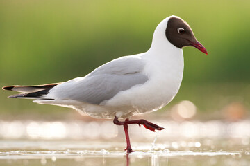 Kokmeeuw, Common Black-headed Gull, Croicocephalus ridibundus