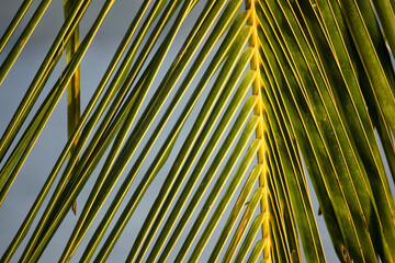 Close up of the bright green leaves of a palm tree