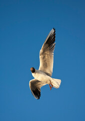 Kokmeeuw, Common Black-headed Gull, Croicocephalus ridibundus