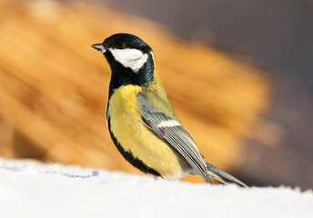 Obraz premium Koolmees, Great Tit, Parus major